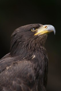 White tailed sea eagle (Haliaeetus albicilla) juvenile bird head portrait, England, United Kingdom