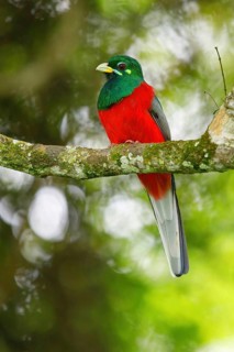 Narina Trogon, (Narina Trogon, Narina's Trogon, (Apaloderma narina), Trogon narina, Trogón de