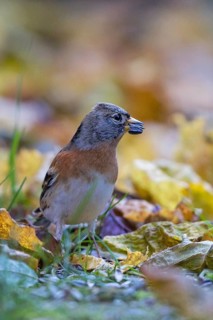 Brambling (Fringilla montifringilla) with sunflower seed in beak, Bavaria, Germany