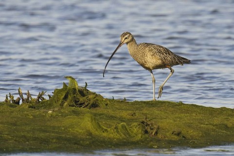 Long-billed Curlew (Numenius americanus), California, USA