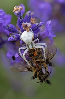 Goldenrod crab spider (Misumena vatia) eats a honey bee, Animals, Insects, Spiders,