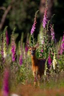 Roe deer (Capreolus capreolus) adult female doe in a woodland with foxglove flowers in the summer,