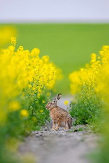 European brown hare (Lepus europaeus) foraging in yellow rape field, rapefield flowering in spring