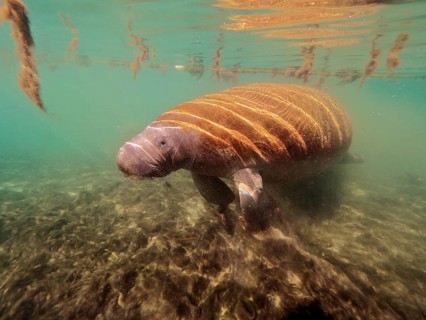 Round-tailed manatee (Trichechus manatus)