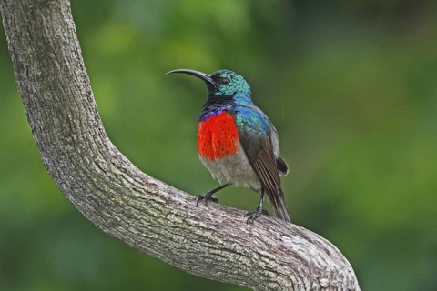 Greater Double-collared Sunbird (Cinnyris afer) male, Western Cape, South Africa