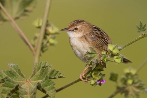 Zitting Cisticola - Zistensänger - Cisticola juncidis ssp. cisticola, Morocco