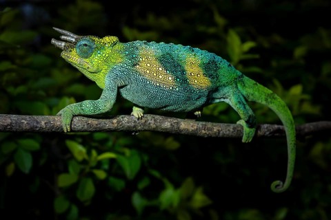Three-horned chameleon (Trioceros jacksonii), male, Bwindi Impenetrable Forest National Park,