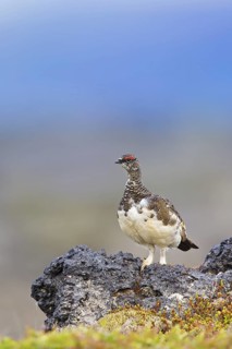 Rock ptarmigan, (Lagopus mutus), animals, birds, hen, pheasant family, Laxamýri, Húsavík, Iceland