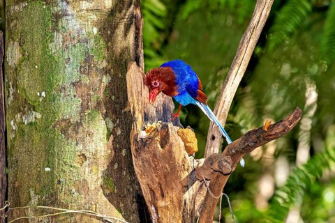 A colourful bird on a branch attentively observes its feeding place, an ornamental kitta in the