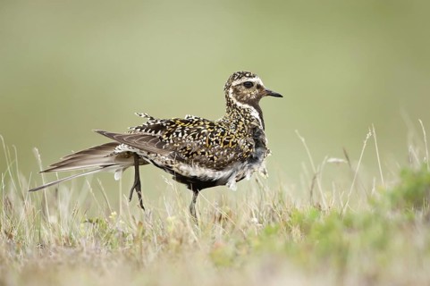 European Golden Plover (Pluvialis apricaria), Iceland