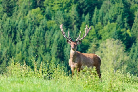 A red deer stag (Cervus elaphus) with its velvet antlers stands in a green meadow in hilly terrain.