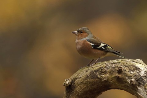 Common Chaffinch (Fringilla coelebs) male, Utrecht, Netherlands