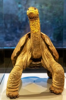 Giant tortoise (Chelonoidis nigra), Charles Darwin Museum, Santa Cruz, Galapagos, Ecuador