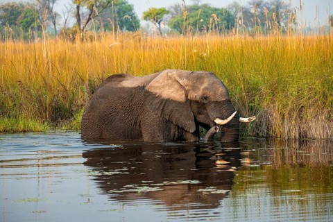 African elephant (Loxodonta africana) in the swamp, Xakanaxa Lagoon, Okavango Delta, Moremi Game