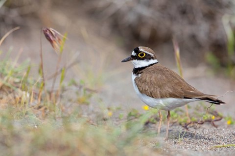 Little Ringed Plover, Little Ringed Plover, (Charadrius dubius), plover family, biotope, foraging,