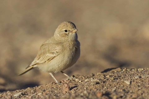 Bar-tailed Lark (Ammomanes cinctura), Eilat, Israel