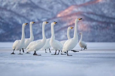 Whooper Swan (Cygnus cygnus) group, Hokkaido, Japan