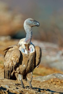 Cape Vulture, also cape griffon (Gyps coprotheres), Giant's Castle Hide, KwaZulu-Natal, South