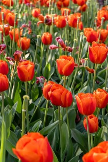 A close-up view of bright orange tulips illuminated by sunlight. The fresh green leaves provide a