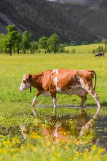 Holstein Friesian cattle crosses a puddle in a green meadow. A reflection of the cows and the