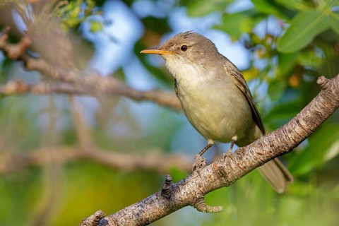 Olive warbler, (Hippolais olivetorum), animal, animals, bird, birds, biotope, habitat, perch,