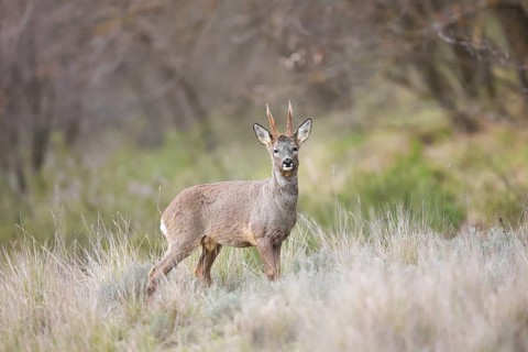 A graceful roe deer stands alert in a lush meadow, surrounded by tall grass and woodland. The scene