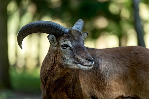 European mouflon (Ovis gmelini musimon), mouflon in sunlit forest, male with impressive horns and