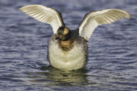 Horned Grebe (Podiceps auritus), California, USA
