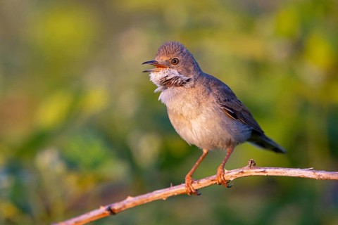 Whitethroat, common whitethroat (Sylvia communis), Fauvette grisette, Curruca Zarcera, songbird,