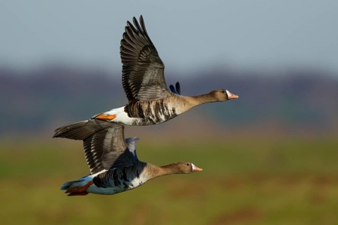 Greater White-fronted Goose (Anser albifrons) flying, North Rhine-Westphalia, Germany