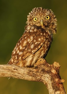 Little Owl (Athene noctua), Seville, Spain