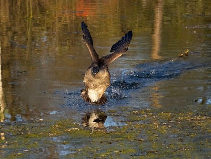 Canada goose (Branta canadensis), adult bird in flight, about to land on lake, Hesse, Germany