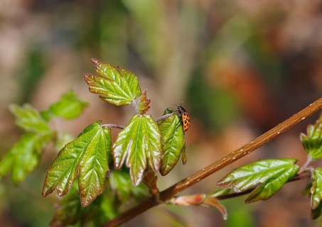 Chrysomela vigintipunctata (Chrysomela vigintipunctata) sitting on a leaf, North Rhine-Westphalia,