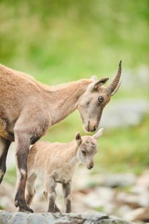 Alpine ibex (Capra ibex) mother with her youngster, wildlife Park Aurach near Kitzbuehl, Austria