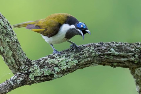 Blue-faced Honeyeater (Entomyzon cyanotis) perched on a branch in eastern Australia
