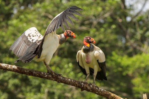 King Vulture (Sarcoramphus papa) perched on a branch in Costa Rica