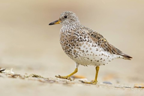 Surfbird (Aphriza virgata) feeding along a river in Nome, Alaska