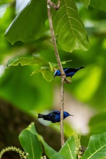 The red-legged honeycreeper (Cyanerpes cyaneus), two adult males on a branch, blue birds in the