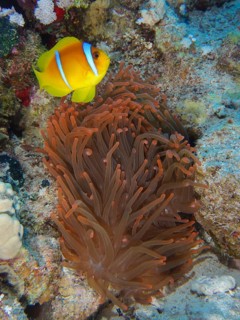 Bubble anemone (Entacmaea quadricolor)