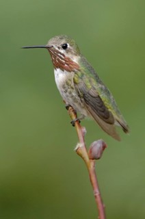 Calliope Hummingbird (Selasphorus calliope), Montana, USA
