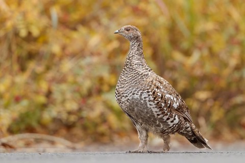 Dusky Grouse (Dendragapus obscurus) female, Colorado, USA