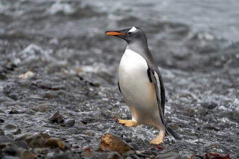 Gentoo penguin (Pygoscelis papua), adult, walking along the water's edge on a gravel beach, South