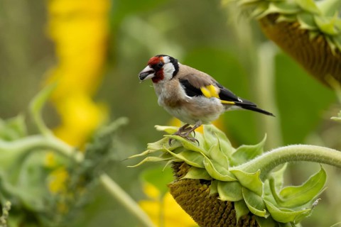 European goldfinch (Carduelis carduelis) adult bird feeding on a sunflower seed in a field of
