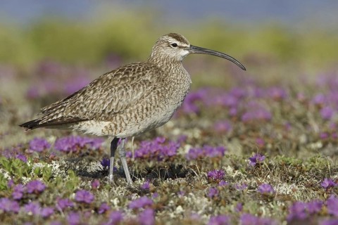 Whimbrel (Numenius phaeopus), Manitoba, Canada