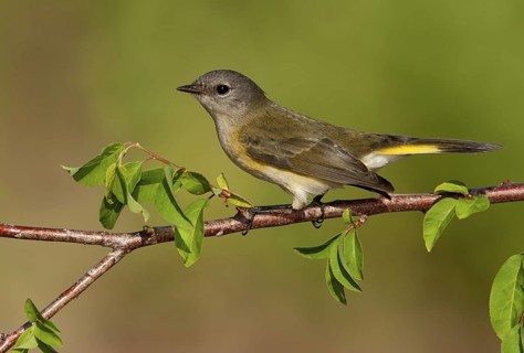 American Redstart (Setophaga ruticilla) female, Texas, USA