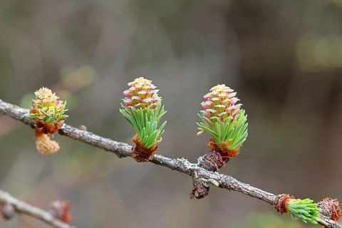 Female and male flowers of the larch (Larix decidua), growing into cones, Wilnsdorf, North