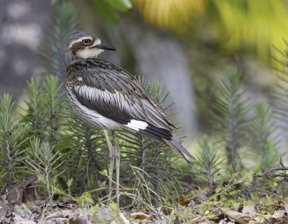 Bush Stone-curlew (Burhinus grallarius), Queensland, Australia
