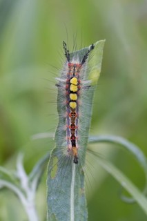 Orgyia antiqua - Rusty Tussock Moth - Schlehen-Bürstenspinner, Germany (Rheinland-Pfalz), imago
