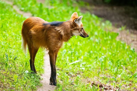 Maned wolf (Chrysocyon brachyurus) walking around, Germany