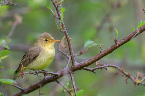 Yellow Warbler, Icterine Warbler, Hippolais icterina, Hypolaïs ictérine, Zarcero Icterino, Worms